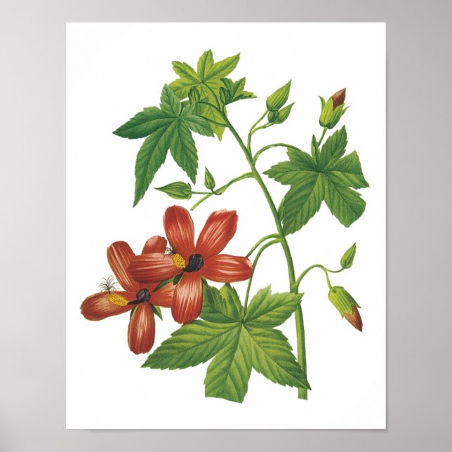 hibiscus (Lavatera phoenicea) från Redouté Poster (Framsidan)