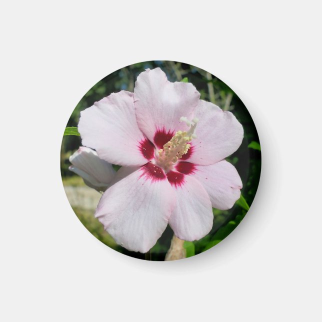Hibiscus Magnet (Framsidan)