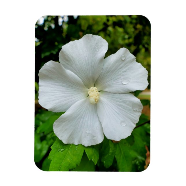 Hibiscus Magnet (Vertikal)