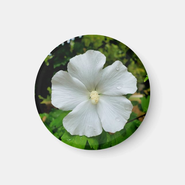 Hibiscus Magnet (Framsidan)