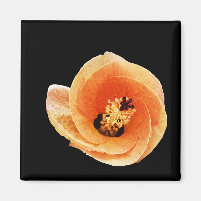 Hibiscus Magnet (Framsidan)