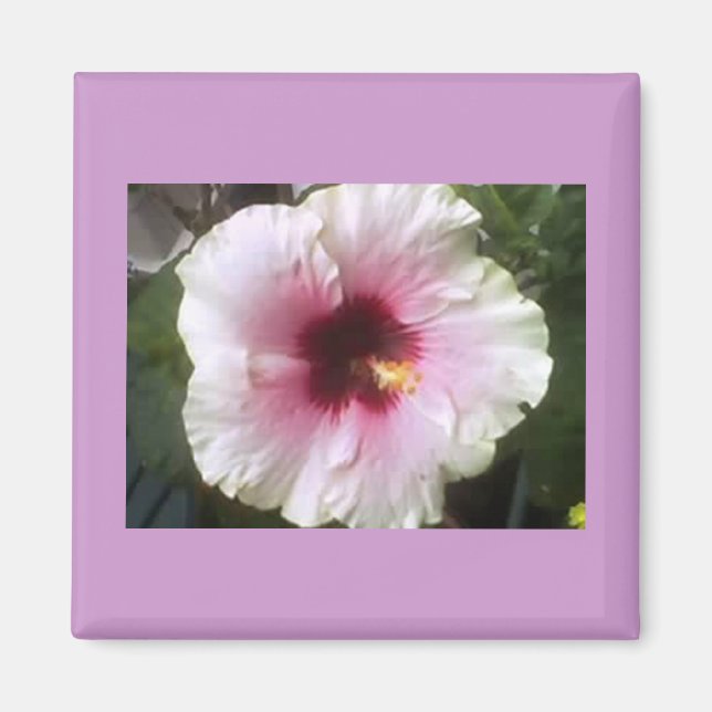Hibiscus Magnet (Framsidan)