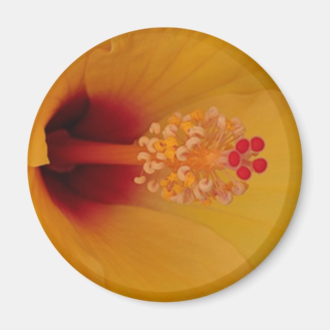 Hibiscus Magnet (Framsidan)