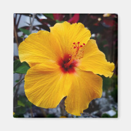 Hibiscus Magnet