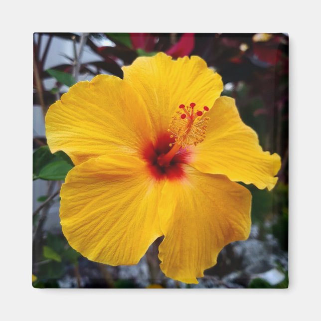 Hibiscus Magnet (Framsidan)