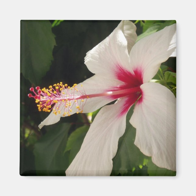 Hibiscus Magnet (Framsidan)