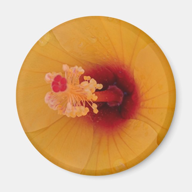 Hibiscus Magnet (Framsidan)
