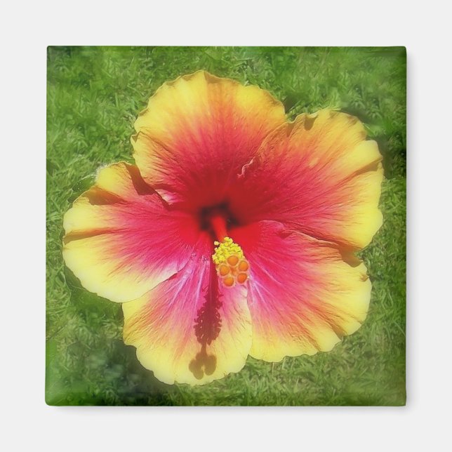 Hibiscus Magnet (Framsidan)