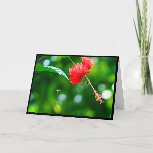 Hibiscus-mappat gratulationskort tack kort (Framsida)
