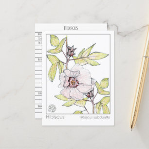 Hibiscus Materia Medica Monograph Herbal Study Vykort