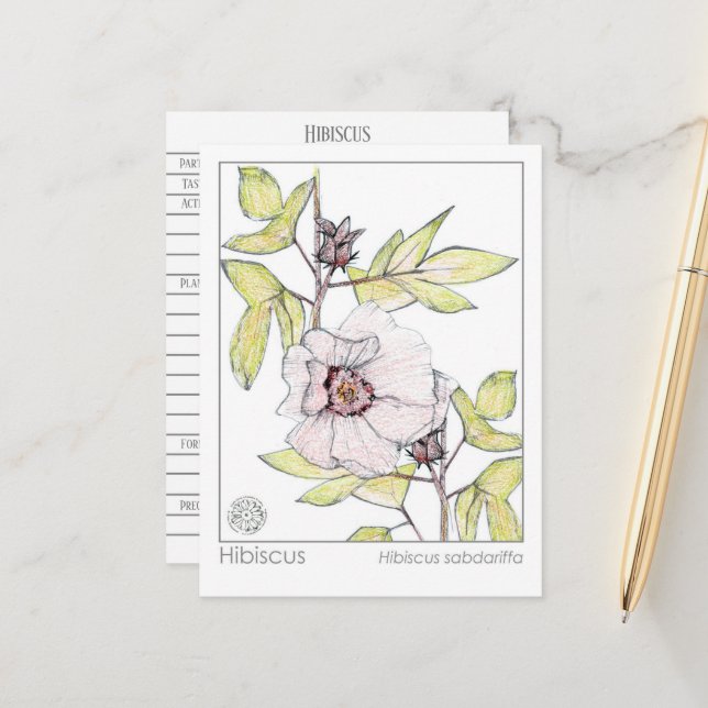Hibiscus Materia Medica Monograph Herbal Study Vykort (Fram/Back In Situ)