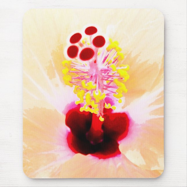 Hibiscus Musmatta (Framsidan)