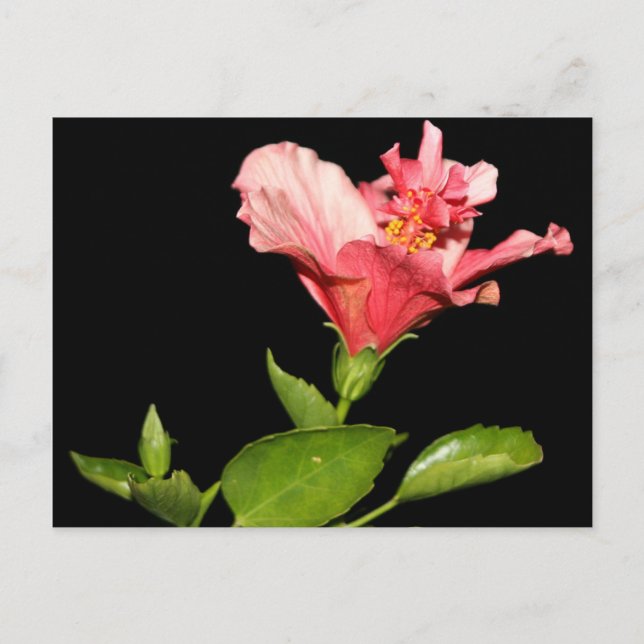 Hibiscus @ Natt Vykort (Framsida)