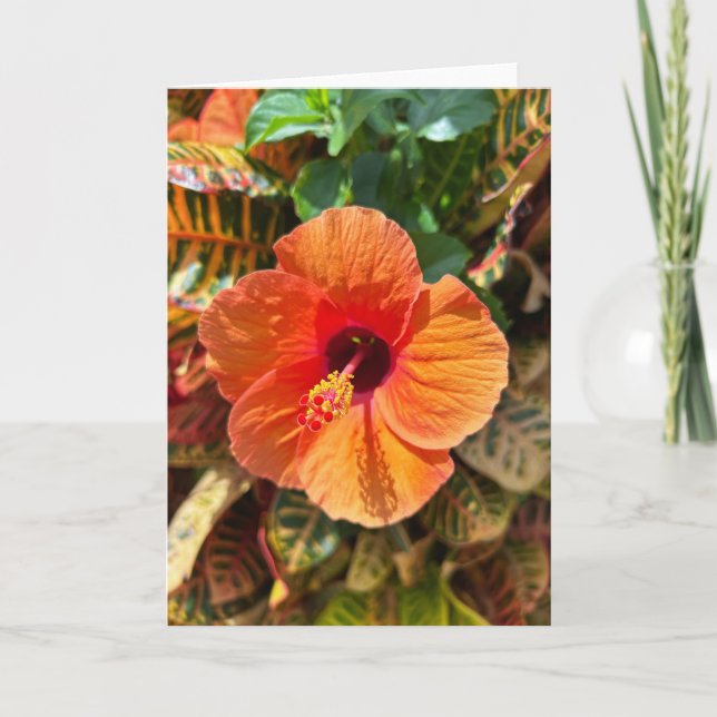 Hibiscus och Croton Kort (Framsida)