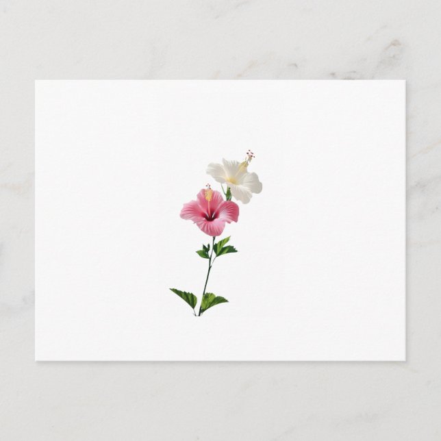 hibiscus, pink hibiscus, white hibiscus, dual flow vykort (Framsida)