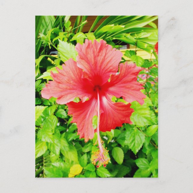 Hibiscus, Placencia, Belize Vykort (Framsida)
