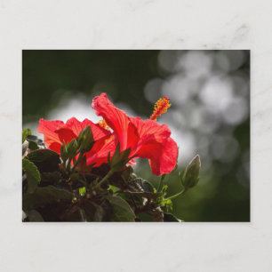 Hibiscus Plant Vykort