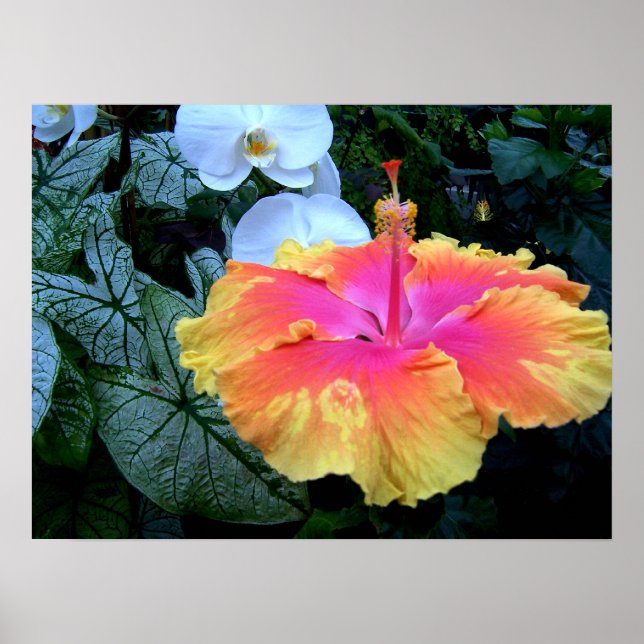 hibiscus poster (Framsidan)