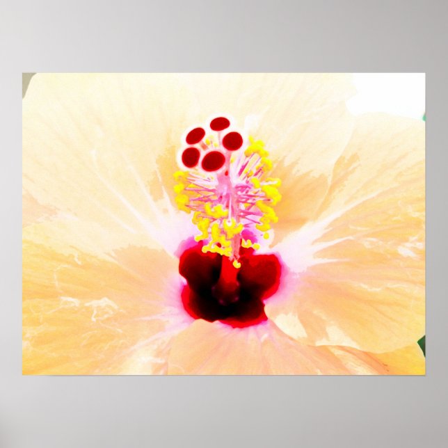hibiscus poster (Framsidan)