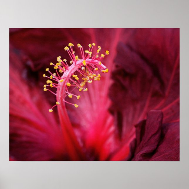 Hibiscus Poster (Framsidan)