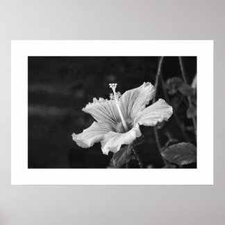 Hibiscus poster nr 2