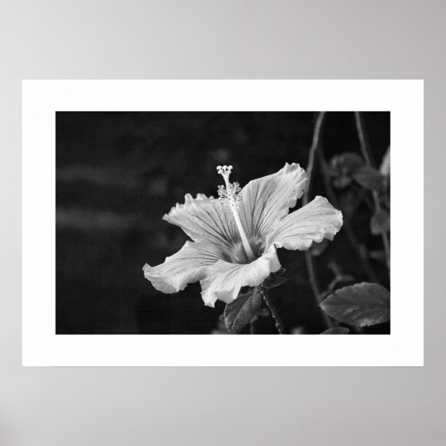 Hibiscus poster nr 2 (Framsidan)