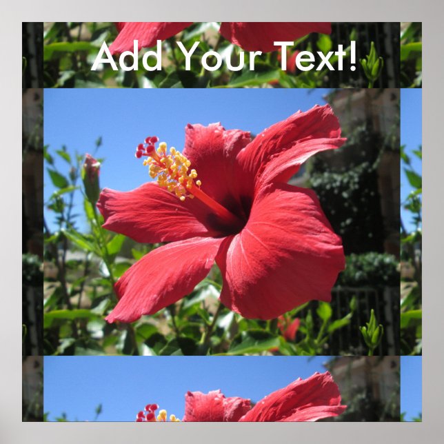 Hibiscus Red Flower Poster (Framsidan)