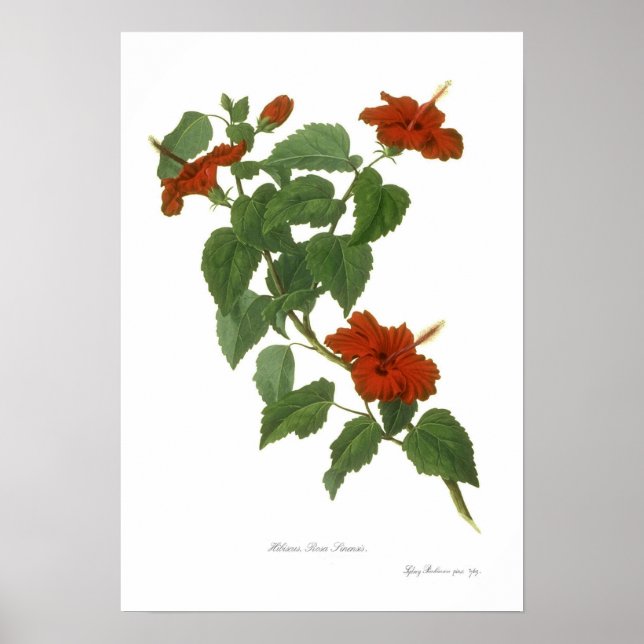 Hibiscus rosa-sinensis poster (Framsidan)