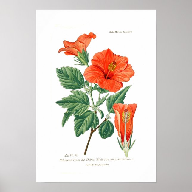 Hibiscus Rosa-sinensis Poster (Framsidan)