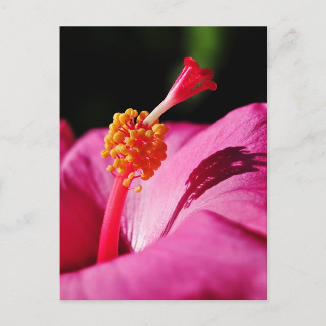 Hibiscus rosa-sinensis - tilltäppning av en Hibisc Vykort (Framsida)