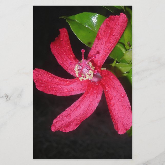 hibiscus rouge brevpapper (Framsida)
