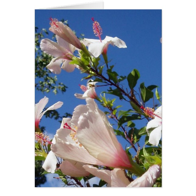 Hibiscus scene-kort hälsningskort (Framsidan)