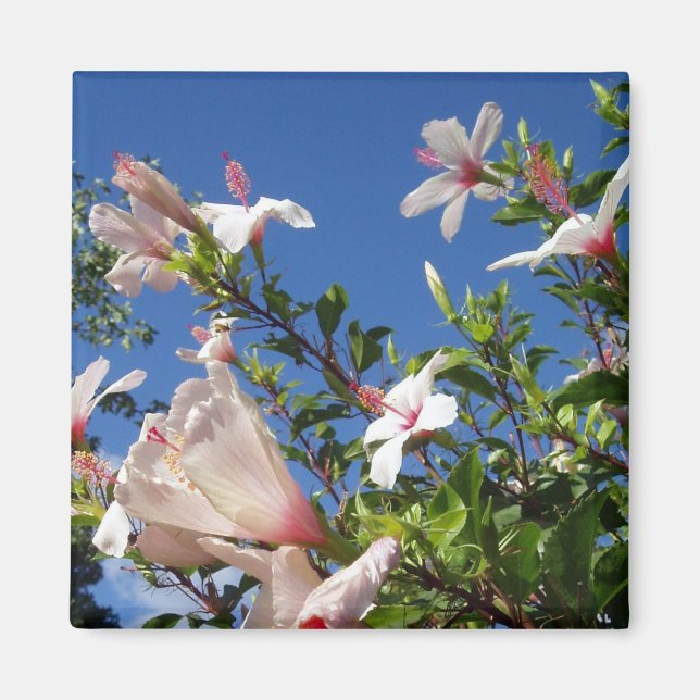 Hibiscus Scenia Magnet (Framsidan)
