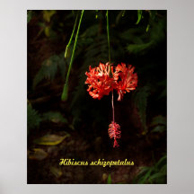 Hibiscus schizopetalus - japansk Lantern