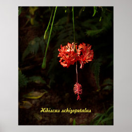 Hibiscus schizopetalus - japansk Lantern Poster