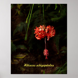 Hibiscus schizopetalus - japansk Lantern Poster