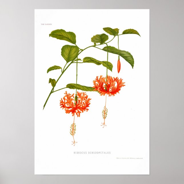 Hibiscus schizopetalus poster (Framsidan)