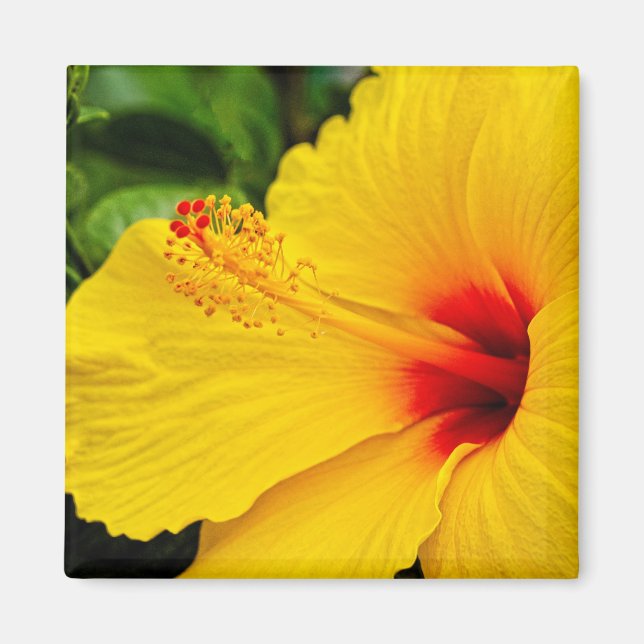 Hibiscus smart gult magnet (Framsidan)