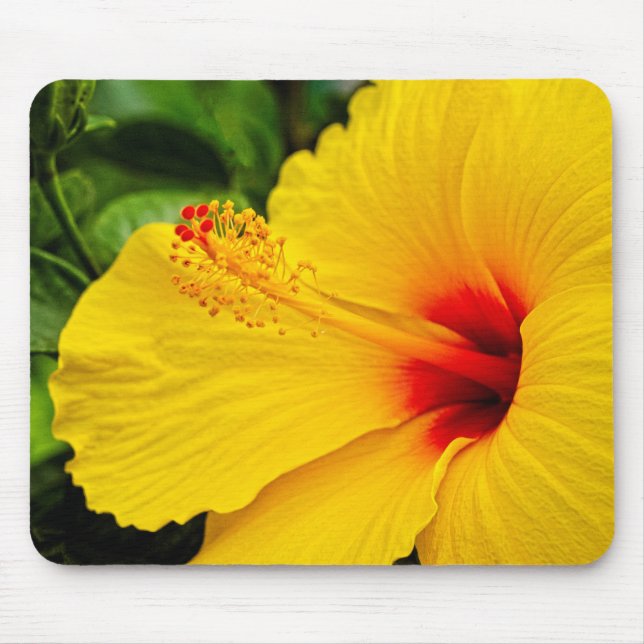 Hibiscus smart gult musmatta (Framsidan)