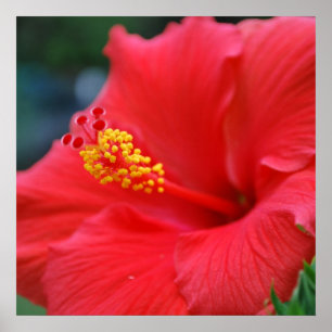 Hibiscus sol poster