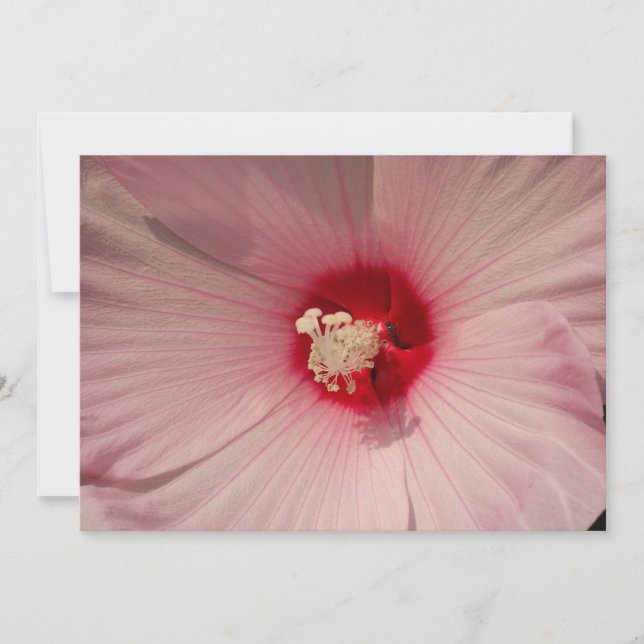 Hibiscus stänger upp fotoåtergivning (Framsida)