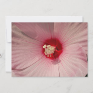 Hibiscus stänger upp fotoåtergivning