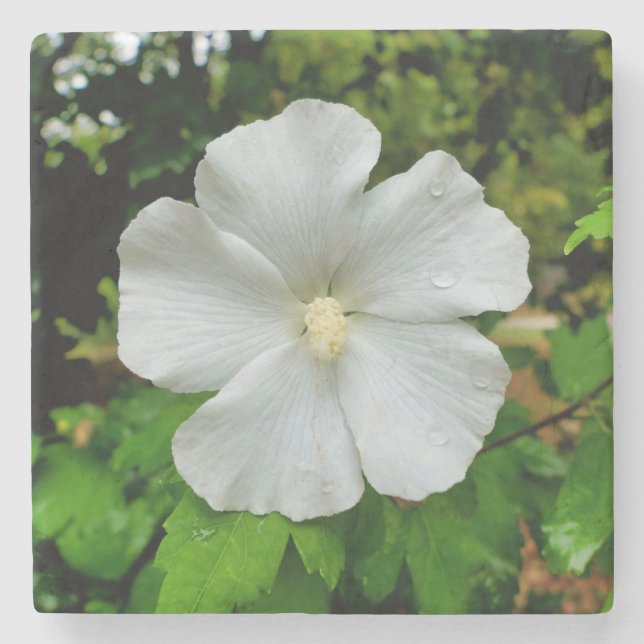 Hibiscus Stenunderlägg (Framsidan)