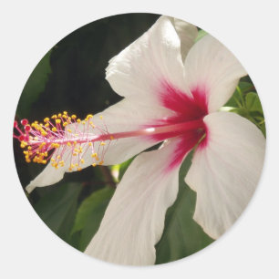 Hibiscus Stickers Runt Klistermärke
