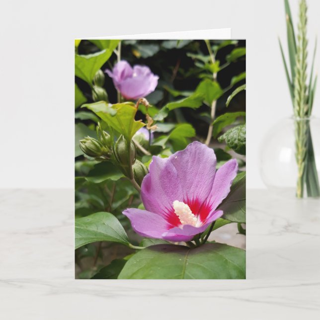 Hibiscus syriacus Aphrodite Shrub, ro Bloom Kort (Framsida)