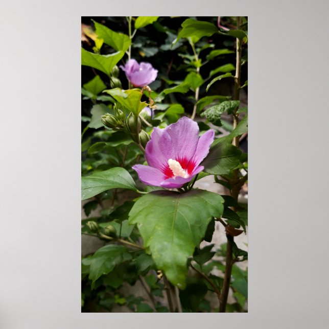 Hibiscus syriacus Aphrodite Shrub, ro Bloom Poster (Framsidan)