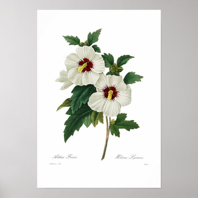 Hibiscus syriacus poster (Framsidan)