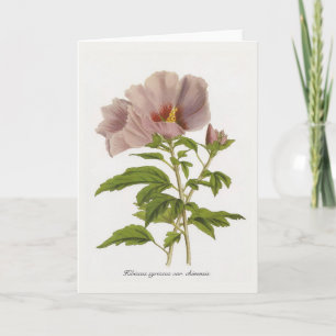 Hibiscus syriacus var. chinensis by Louis-Aristide Kort