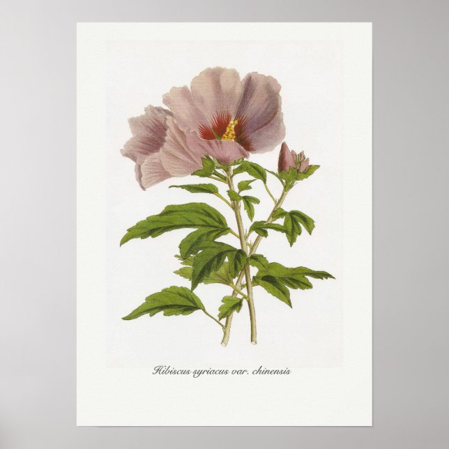 Hibiscus syriacus var. chinensis poster (Framsidan)