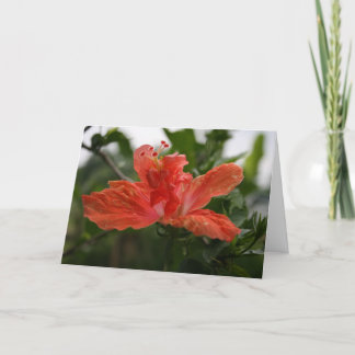 Hibiscus Tack Kort